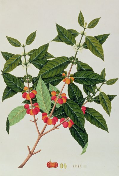 Coffee, from Drawings of Plants from Malacca, c.1805-18 by Chinese School